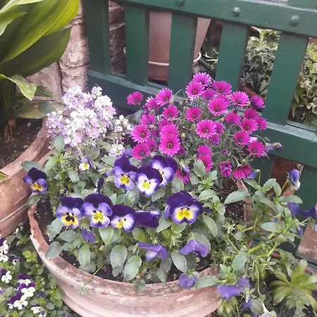 La Viola Di 3* アッシジ