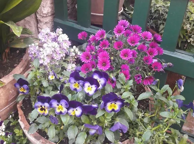 La Viola Di 3* Assisi